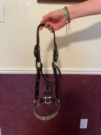 Tack ID: 565425 Leather Show horse halter with silver plates and blue stones - PhotoID: 151405 - Expires 15-Jul-2023 Days Left: 46