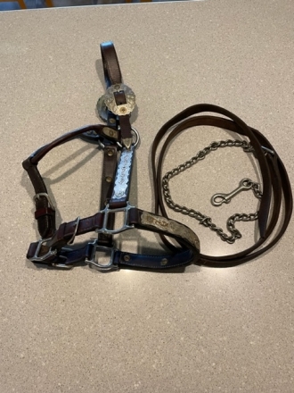 Tack ID: 565425 Leather Show horse halter with silver plates and blue stones - PhotoID: 151406 - Expires 15-Jul-2023 Days Left: 46