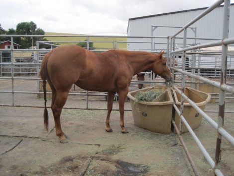 Tack ID: 568173 Made for horses! Heavy duty row of 5 free standing horse pen - PhotoID: 152677 - Expires 30-Jul-2024 Days Left: 93