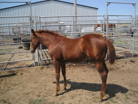 Tack ID: 568173 Made for horses! Heavy duty row of 5 free standing horse pen - PhotoID: 152678 - Expires 30-Jul-2024 Days Left: 86