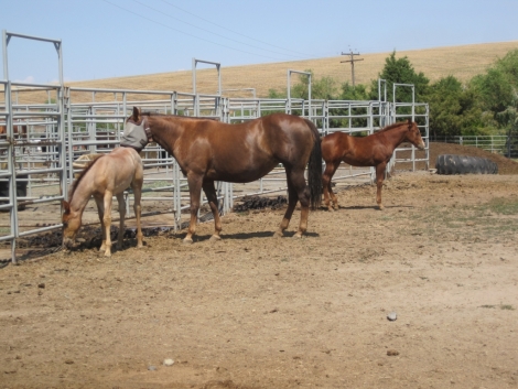 Tack ID: 568173 Made for horses! Heavy duty row of 5 free standing horse pen - PhotoID: 152679 - Expires 30-Jul-2024 Days Left: 94