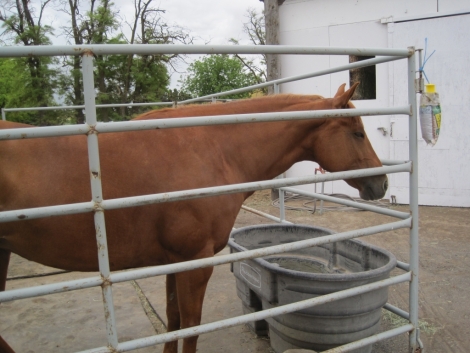 Tack ID: 568173 Made for horses! Heavy duty row of 5 free standing horse pen - PhotoID: 152680 - Expires 30-Jul-2024 Days Left: 80