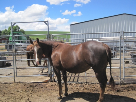 Tack ID: 568173 Made for horses! Heavy duty row of 5 free standing horse pen - PhotoID: 152681 - Expires 30-Jul-2024 Days Left: 80