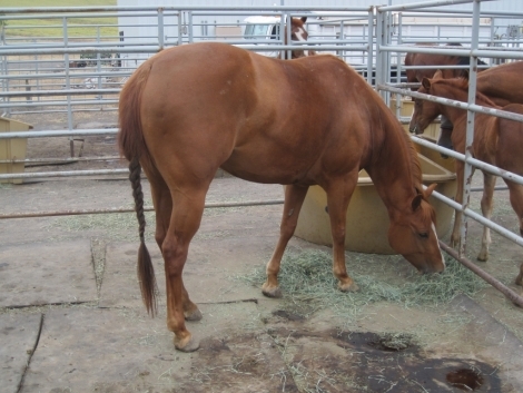 Tack ID: 568173 Made for horses! Heavy duty row of 5 free standing horse pen - PhotoID: 152682 - Expires 30-Jul-2024 Days Left: 93