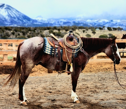 Tack ID: 568407 2024 Western Colorado Select Equine Sale - PhotoID: 152900 - Expires 08-Jul-2024 Days Left: 64