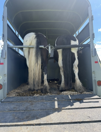 Tack ID: 569981 Extra tall straight load - PhotoID: 155007 - Expires 21-Nov-2025 Days Left: 12