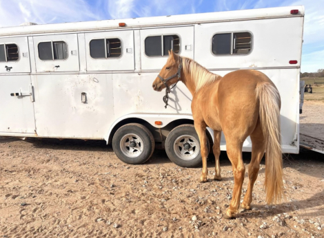 Tack ID: 570194 2000 4 horse bumper pull Circle J Slant in Devine, TX - PhotoID: 155286 - Expires 19-Feb-2026 Days Left: 77