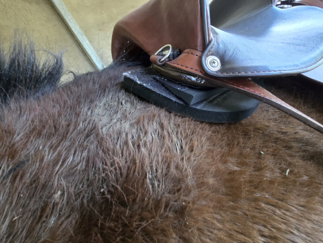 Tack ID: 570214 Specialized Aussie Ultralite Trail Seat 15 new this year - PhotoID: 155315 - Expires 02-Mar-2026 Days Left: 88