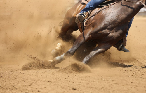 Tack ID: 570520 Equine Appraiser - PhotoID: 155655 - Expires 04-Nov-2026 Days Left: 163