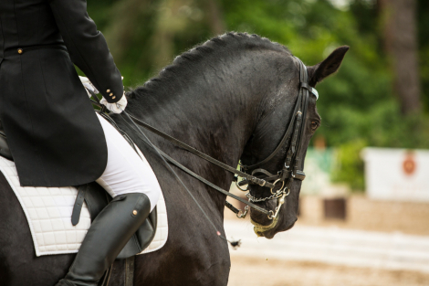 Tack ID: 570520 Equine Appraiser - PhotoID: 155657 - Expires 04-Nov-2026 Days Left: 163