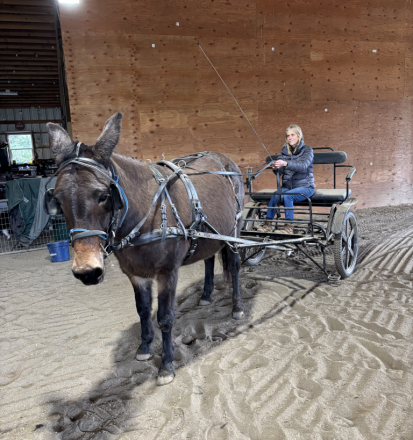 Tack ID: 570720 Very well built full horse/mule cart - PhotoID: 155886 - Expires 09-Nov-2026 Days Left: 86