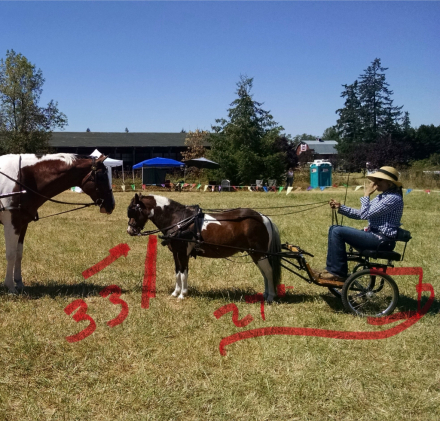 Tack ID: 570769 Driving cart and harness - PhotoID: 155924 - Expires 30-Nov-2026 Days Left: 87